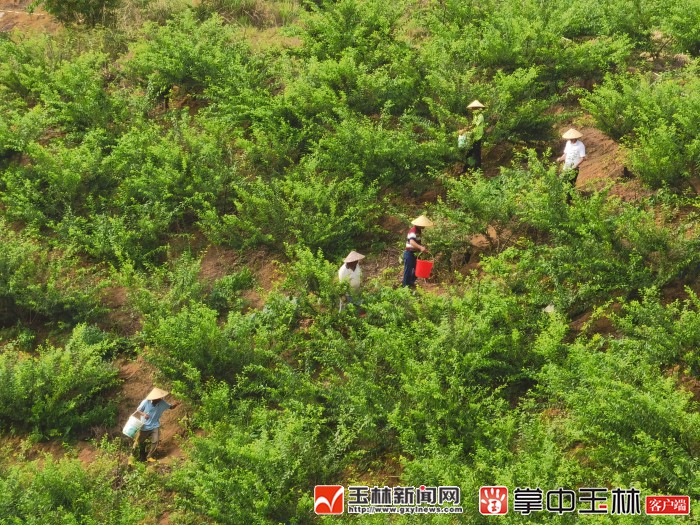 看！荒山野岭的聪明农业