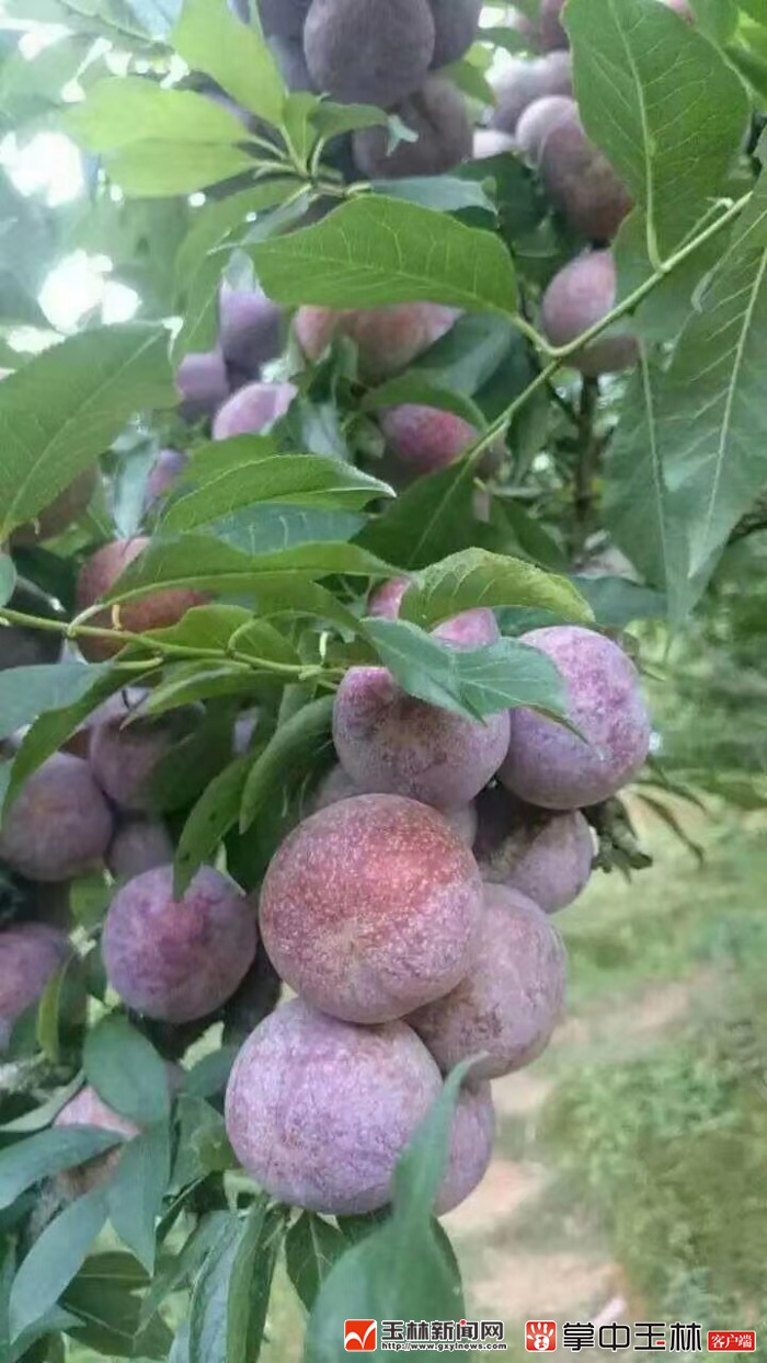 看！荒山野岭的聪明农业