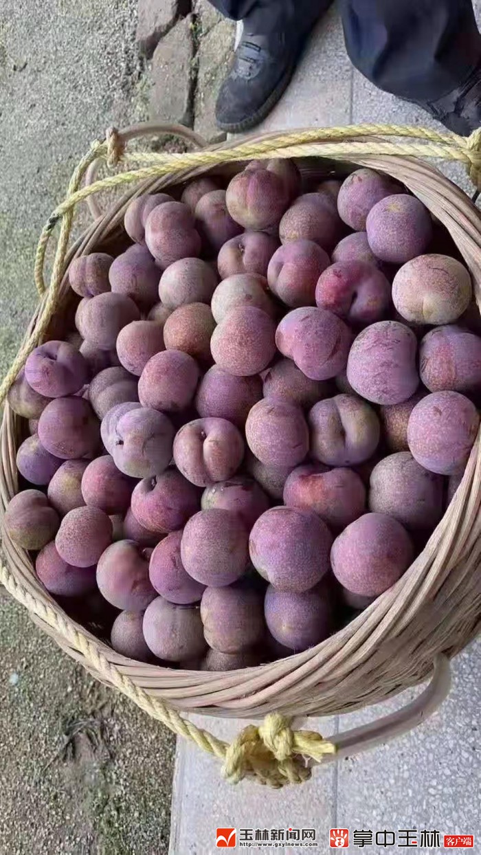 看！荒山野岭的聪明农业