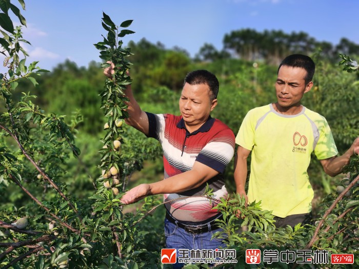 看！荒山野岭的聪明农业