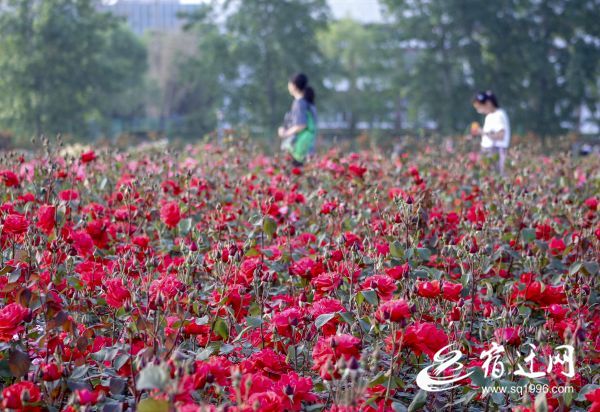 沭阳:“城市客厅”托起“家门口”的幸福感