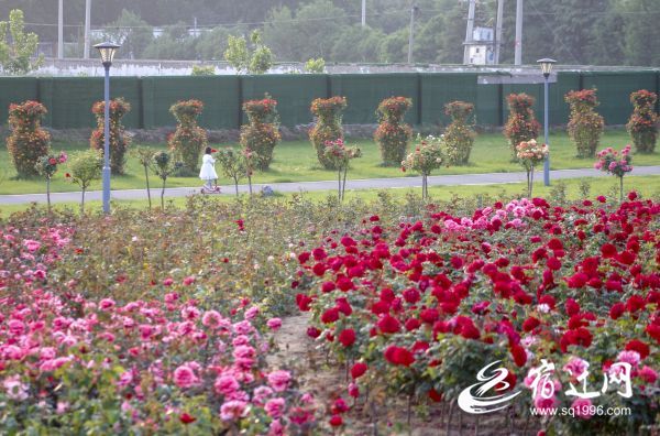 沭阳:“城市客厅”托起“家门口”的幸福感