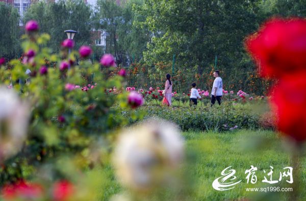 沭阳:“城市客厅”托起“家门口”的幸福感