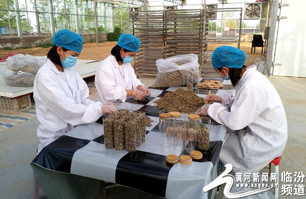 吉县苹果产业发展,山西吉县苹果产业园