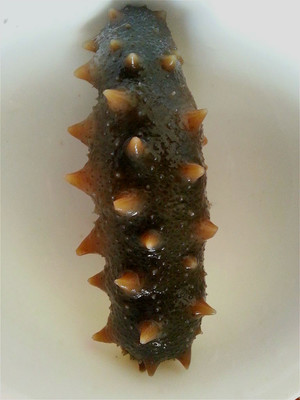 海参鲜汤做法,煲海参汤的做法大全