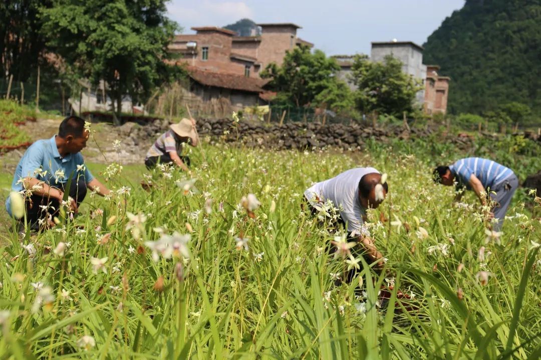 华春莹点赞！荔波白芨火到国外，快进来看看