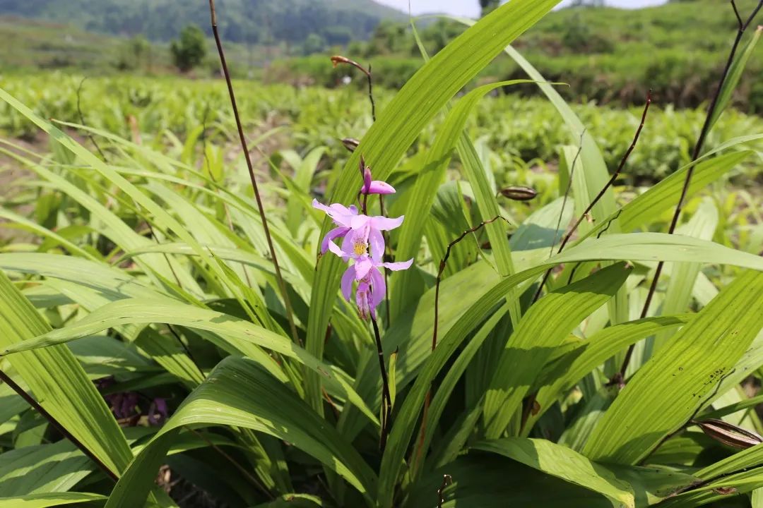 华春莹点赞！荔波白芨火到国外，快进来看看
