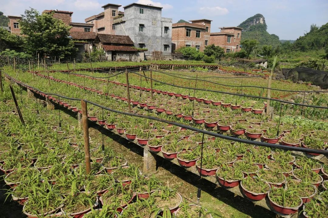 华春莹点赞！荔波白芨火到国外，快进来看看