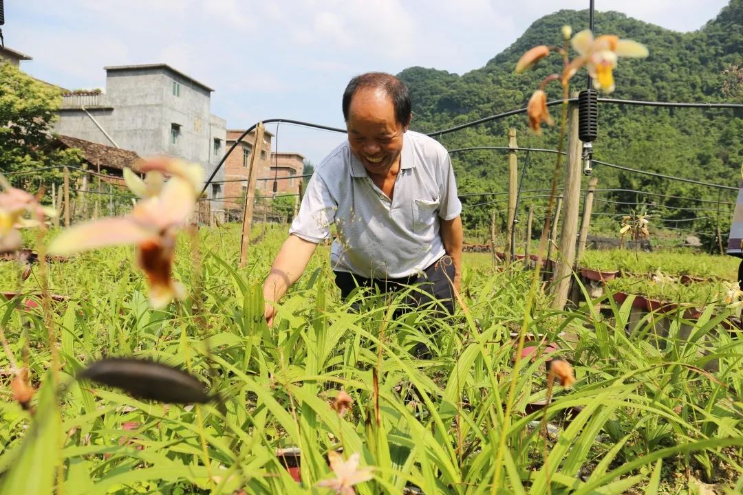 华春莹点赞！荔波白芨火到国外，快进来看看