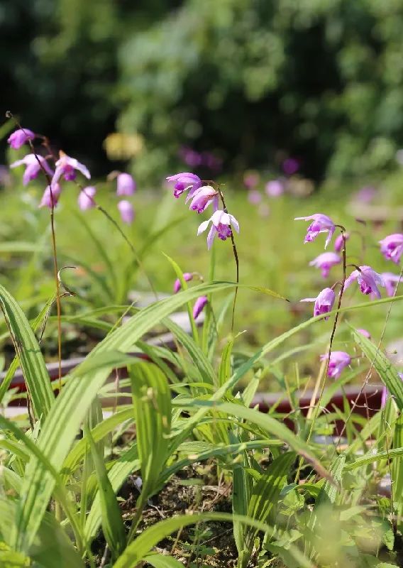 华春莹点赞！荔波白芨火到国外，快进来看看