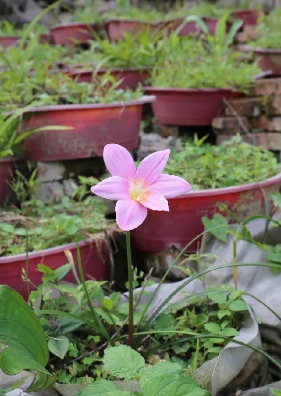 华春莹点赞！荔波白芨火到国外，快进来看看