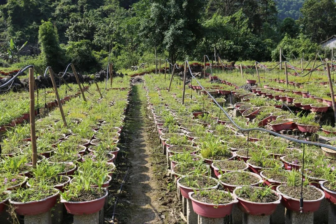 华春莹点赞！荔波白芨火到国外，快进来看看