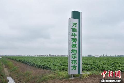 传承农耕文明助推乡村振兴,我县110万亩特色种植助力乡村振兴