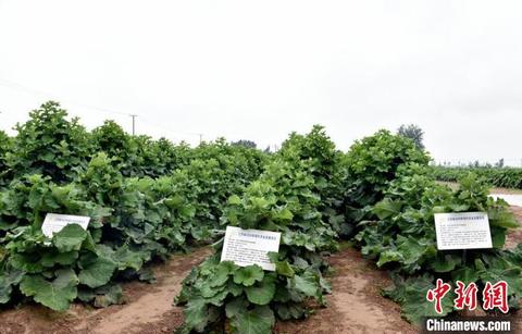 传承农耕文明助推乡村振兴,我县110万亩特色种植助力乡村振兴