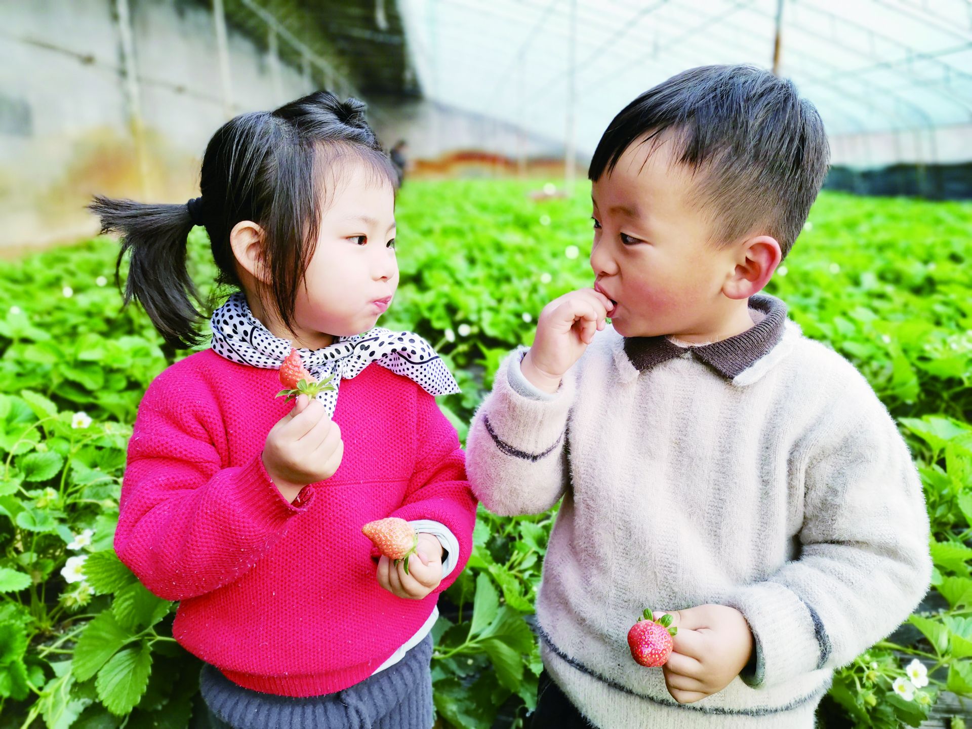 大美齐河明天更美好,齐河与济南协同发展