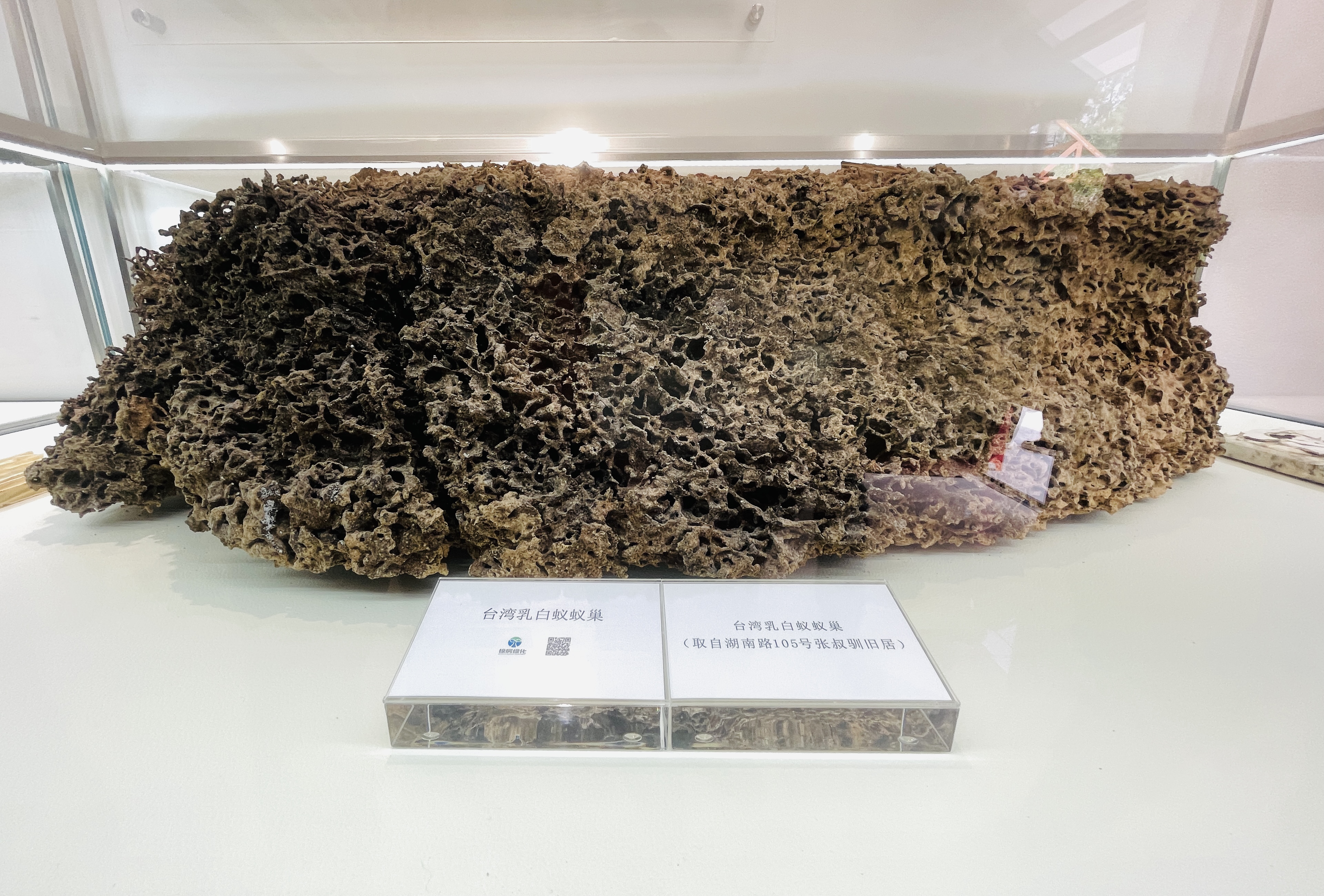 上海徐汇免费杀白蚁,上海白蚁