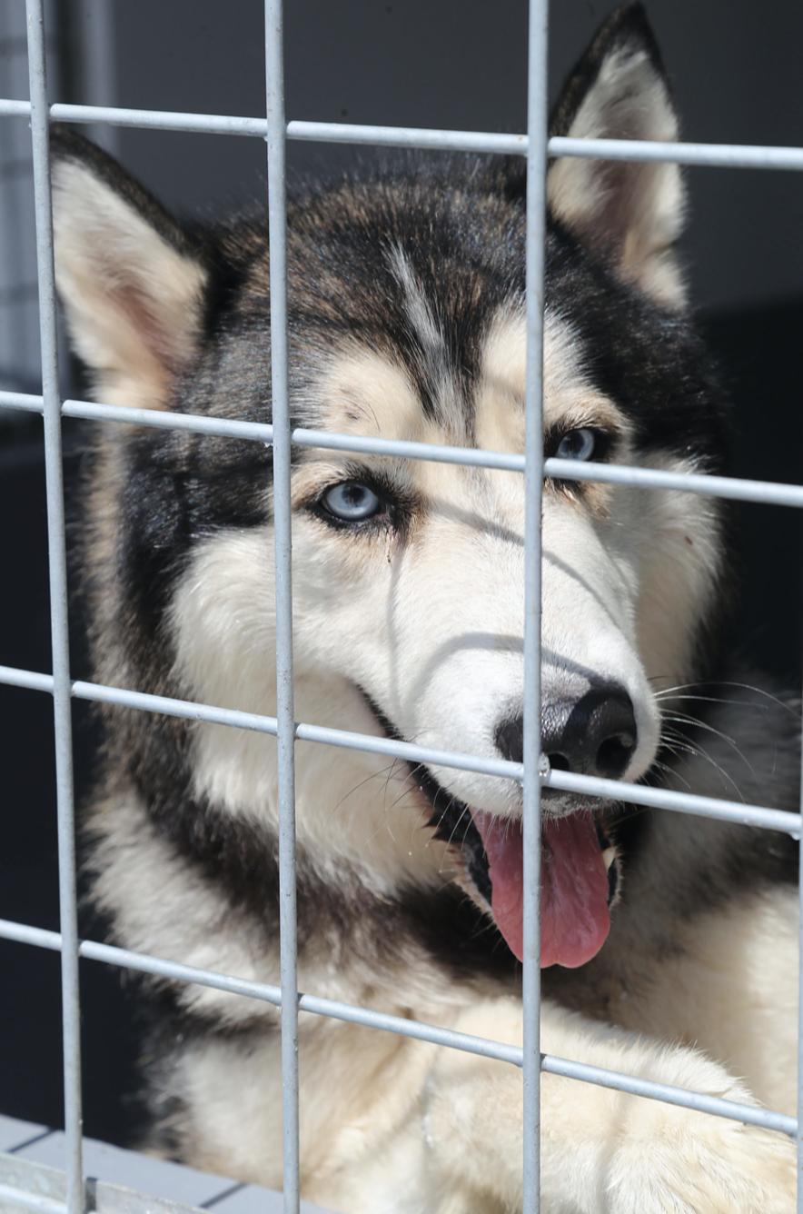 深圳领养流浪犬最新规定,深圳市领养宠物中心