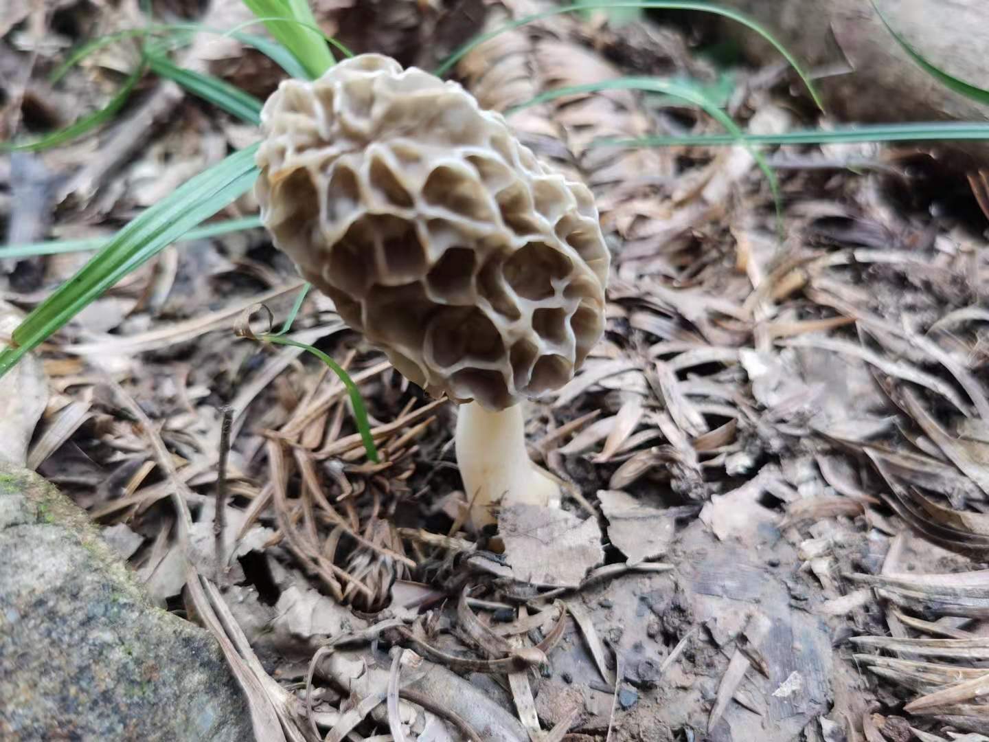 南岭探秘｜物之篇：它是世界地质与生态双珍宝，未来可期