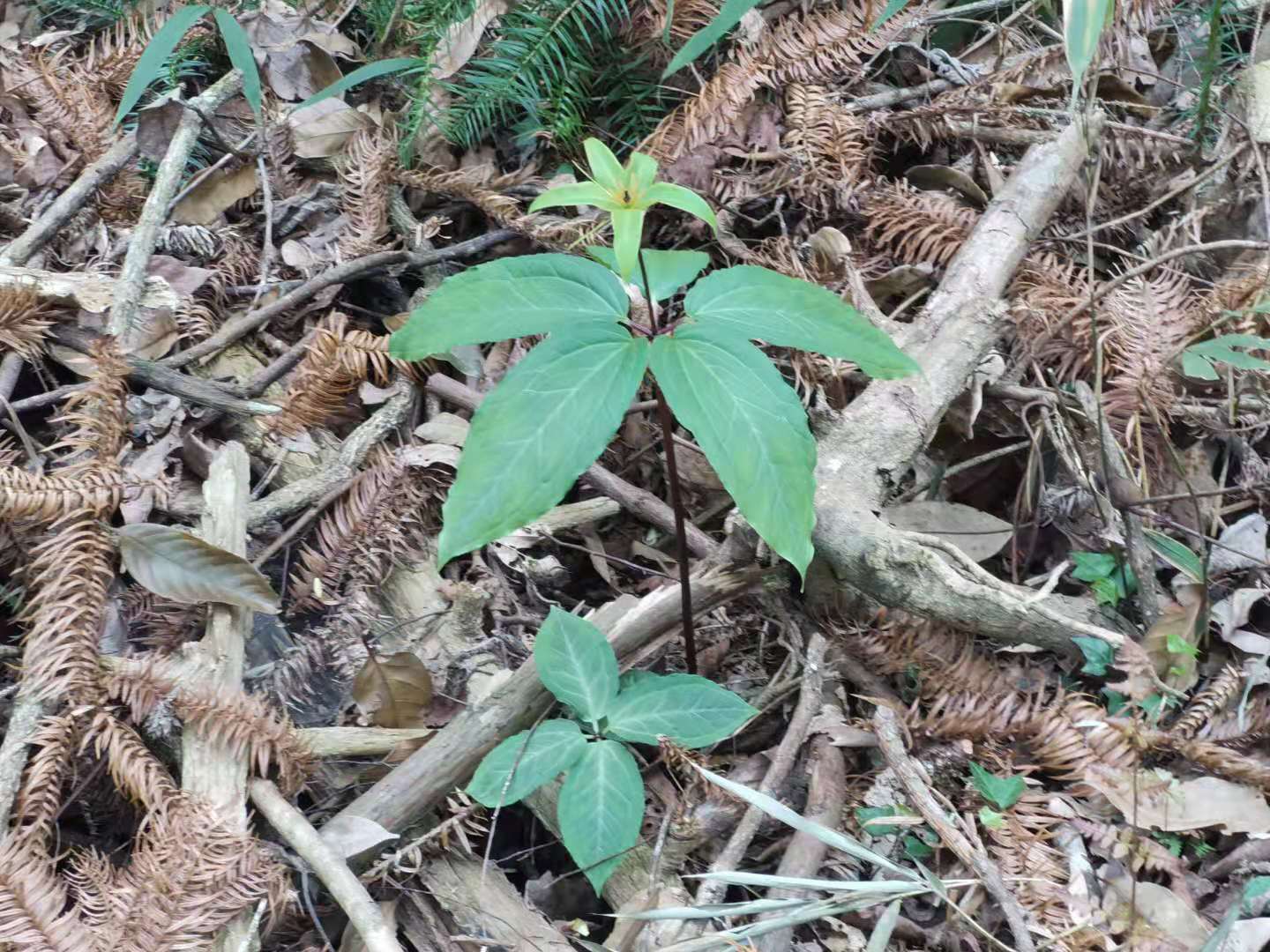 南岭探秘｜物之篇：它是世界地质与生态双珍宝，未来可期