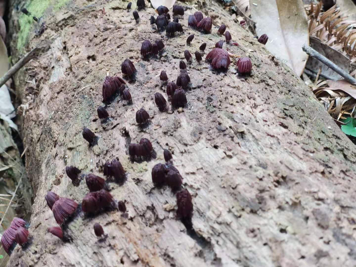 南岭探秘｜物之篇：它是世界地质与生态双珍宝，未来可期