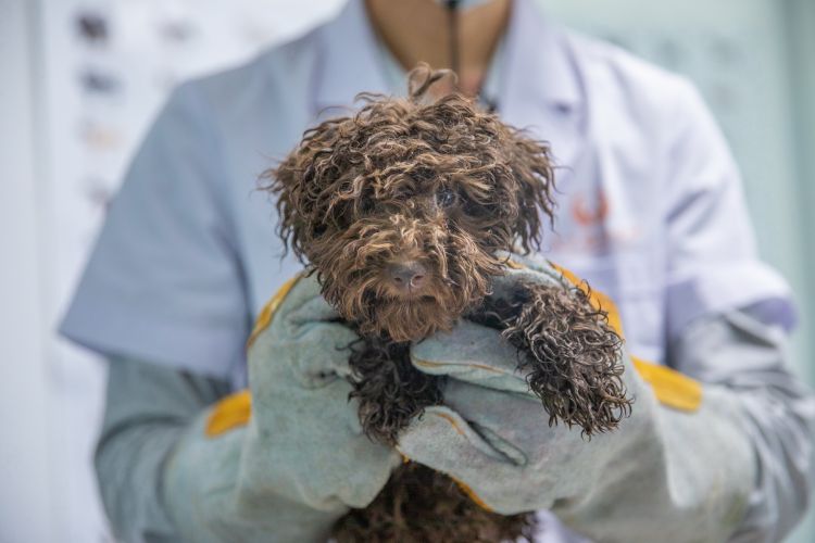 领养一只流浪狗可以吗,深圳流浪狗领养中心怎么领养