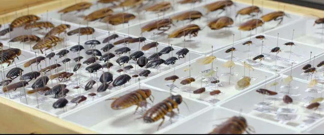 为7万多只虫子建档入库，中山这项研究获得省科技进步二等奖