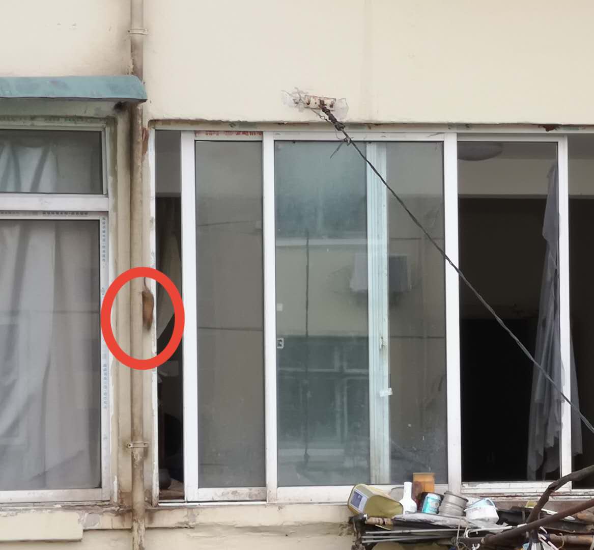 老人捡垃圾堆满房间引上百只老鼠,老人捡垃圾堆满屋引老鼠