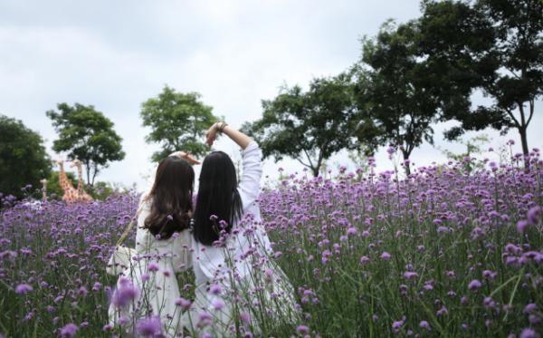 上海紫色花海熏衣草公园,上海最大的薰衣草