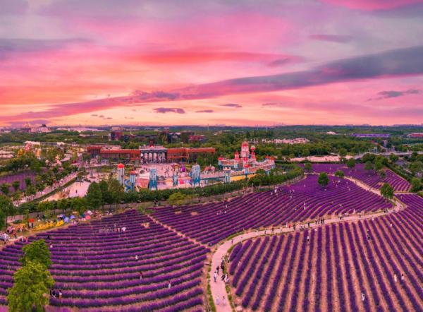 上海紫色花海熏衣草公园,上海最大的薰衣草