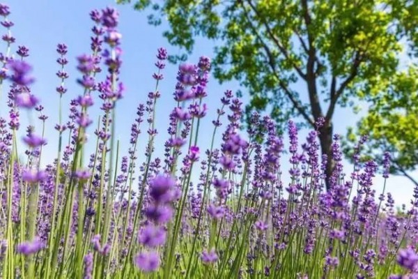 上海紫色花海熏衣草公园,上海最大的薰衣草