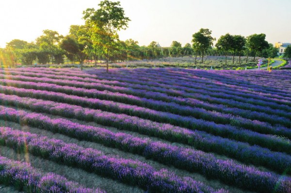 上海紫色花海熏衣草公园,上海最大的薰衣草