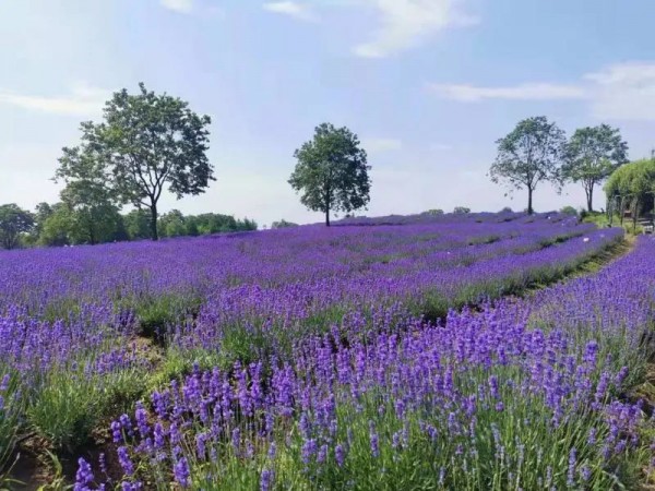 上海紫色花海熏衣草公园,上海最大的薰衣草