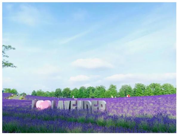 上海紫色花海熏衣草公园,上海最大的薰衣草