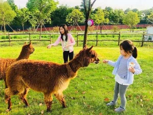 上海紫色花海熏衣草公园,上海最大的薰衣草