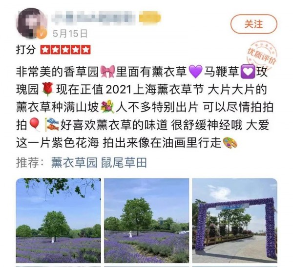上海紫色花海熏衣草公园,上海最大的薰衣草