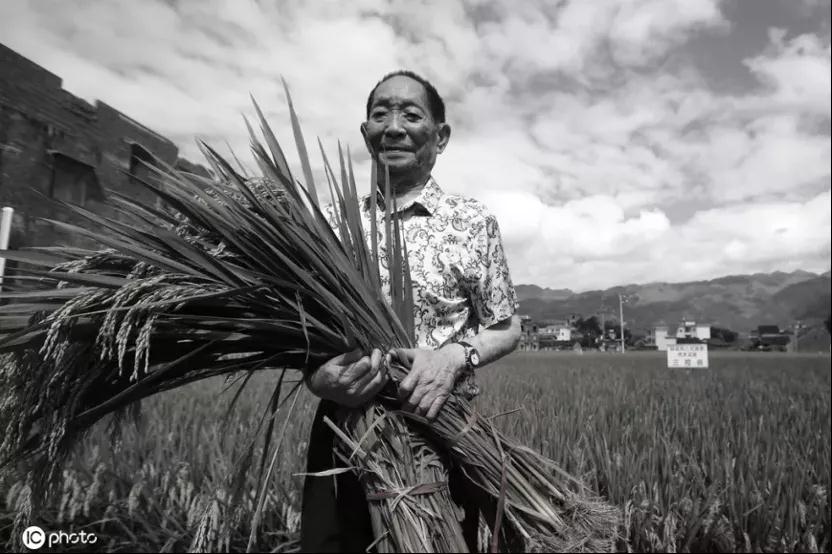 “杂交水稻之父”袁隆平逝世享年91岁