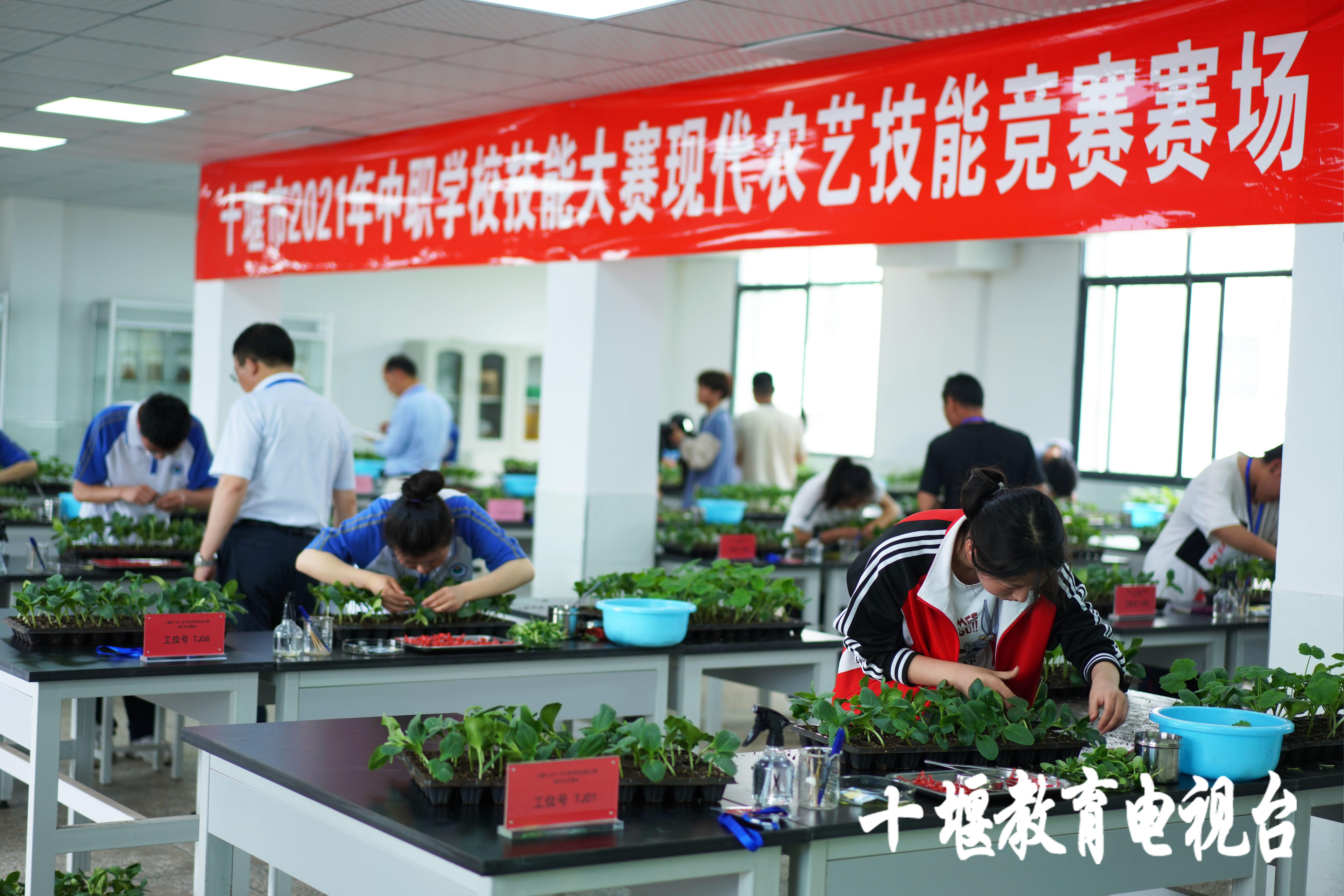 移花接木这一招,最离谱的移花接木