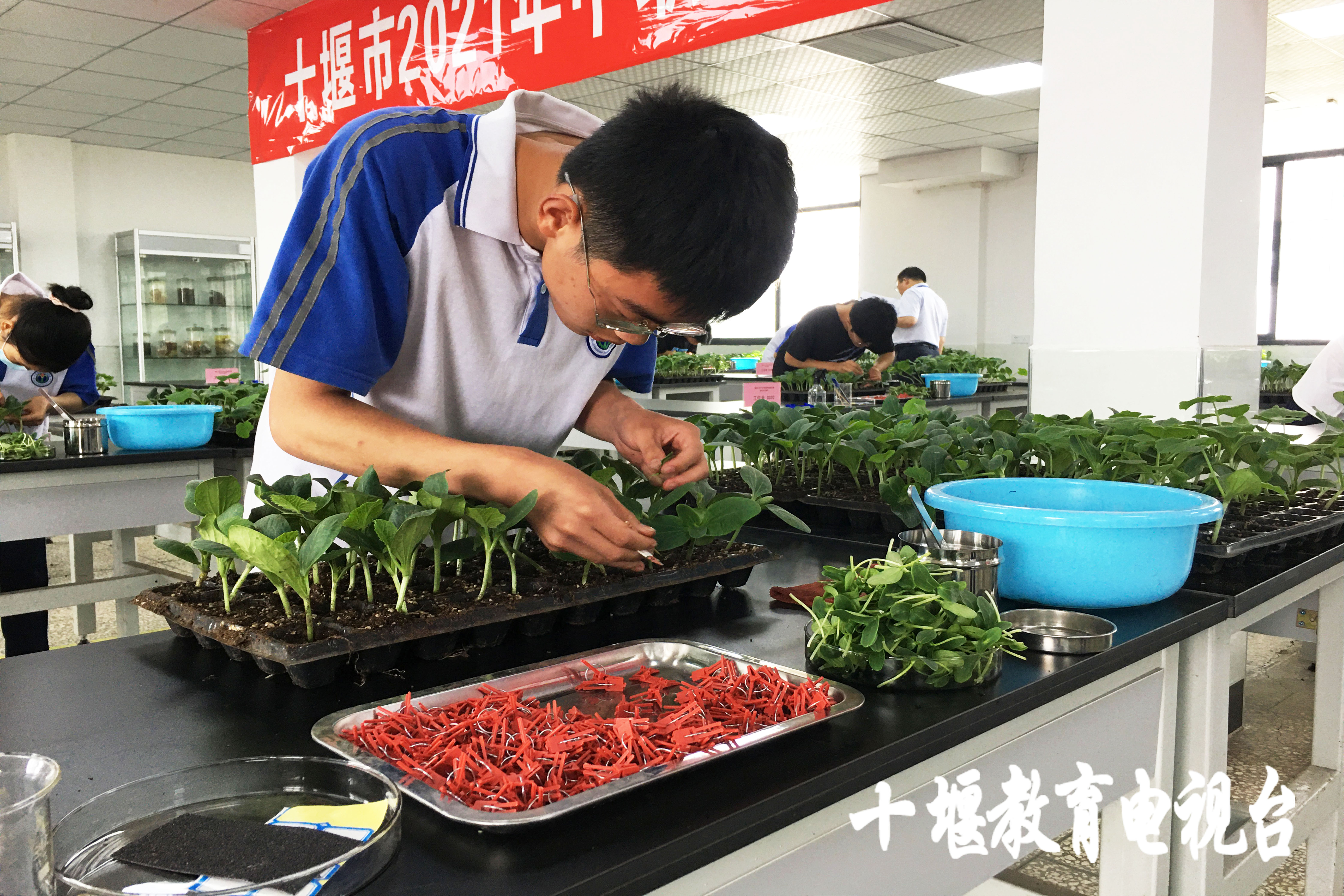 移花接木这一招,最离谱的移花接木