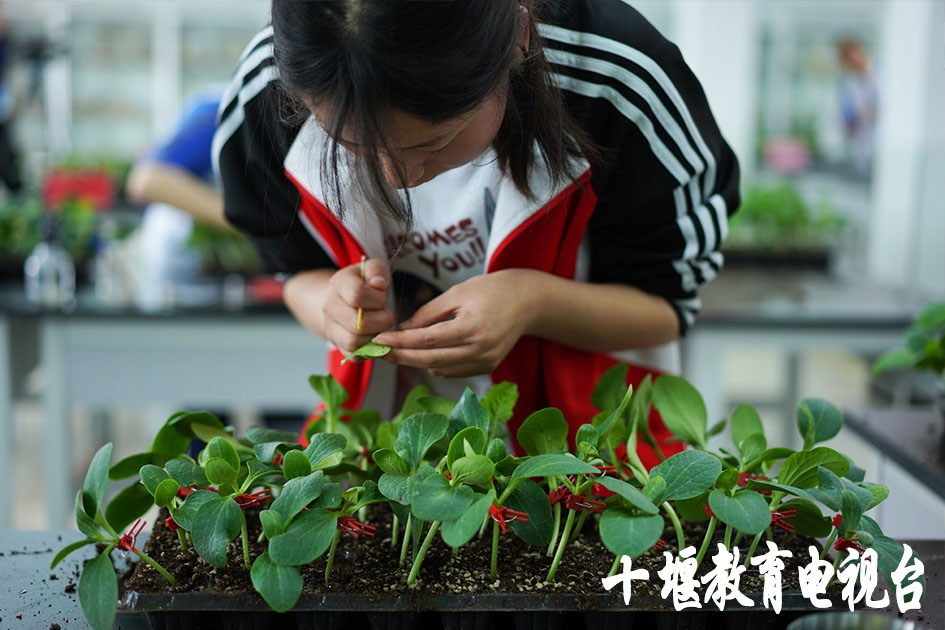 移花接木这一招,最离谱的移花接木