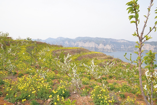 打造行业生态新样板走出绿色发展创新路——中铝矿业有限公司洛阳区域事业部践行生态文明理念工作纪实