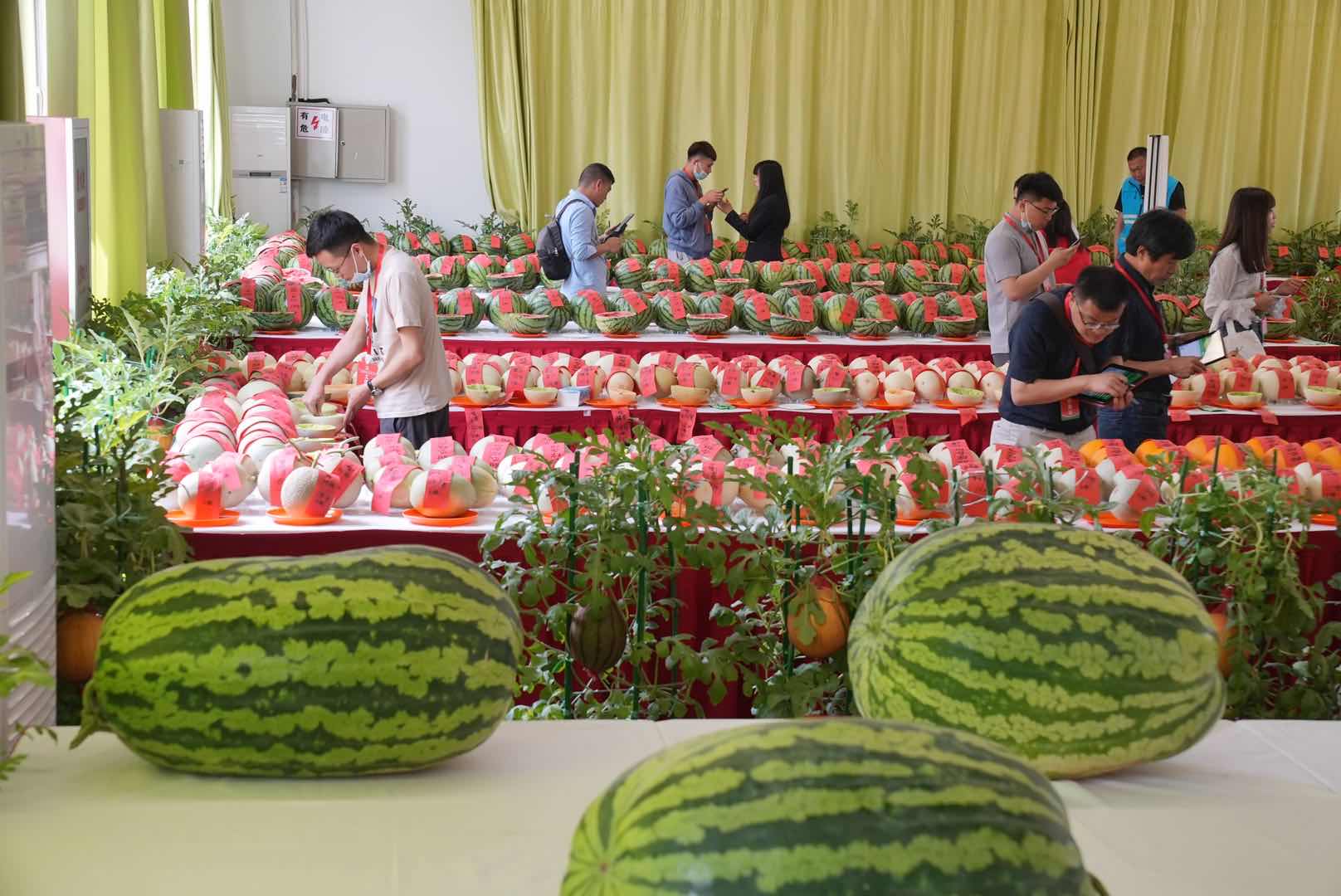 全国西瓜大兴“打擂”，庞各庄189斤大西瓜问鼎“瓜王”