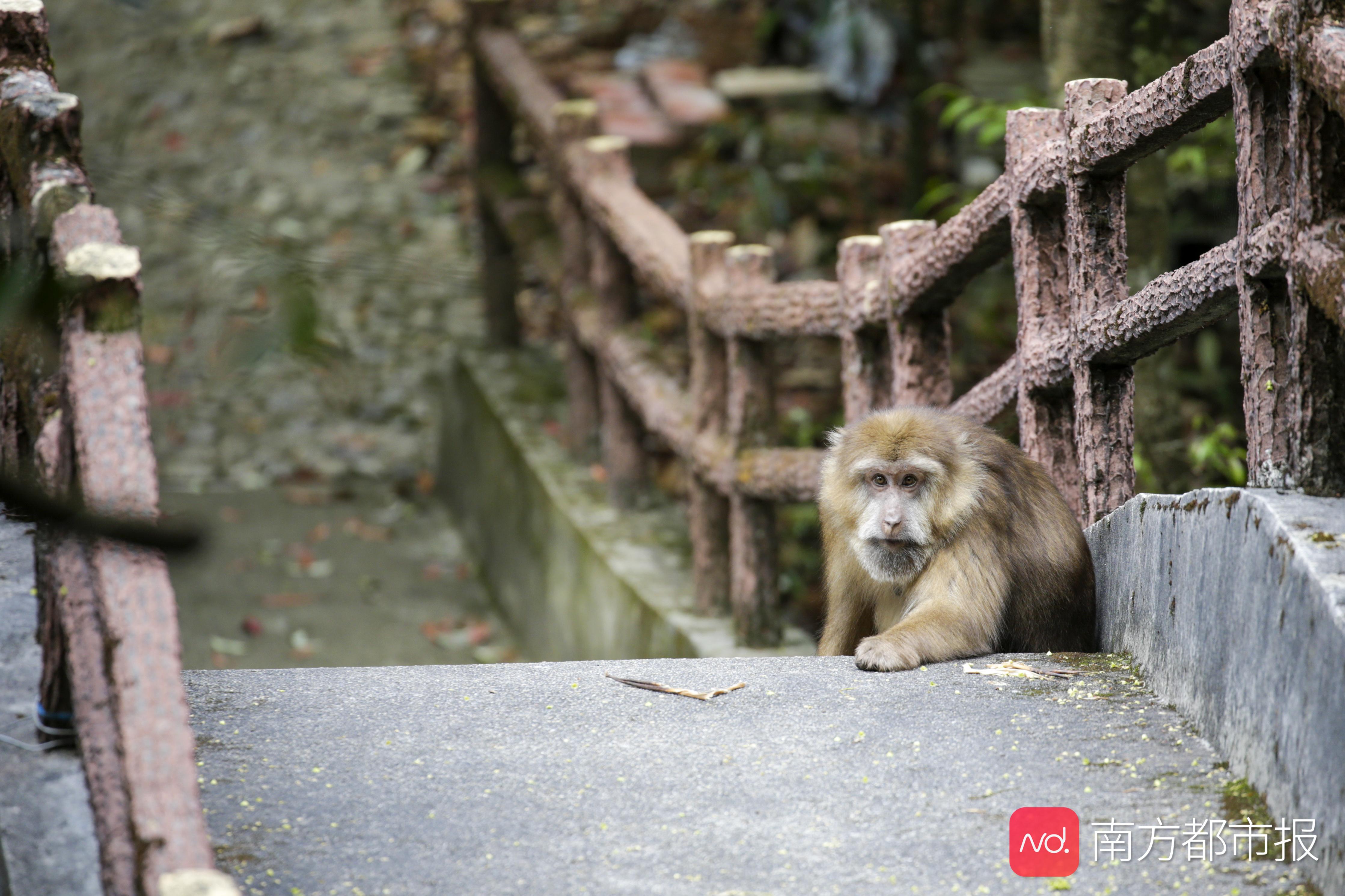 粤港澳大湾区绿色发展保护生态,广东省南岭生态特别保护区