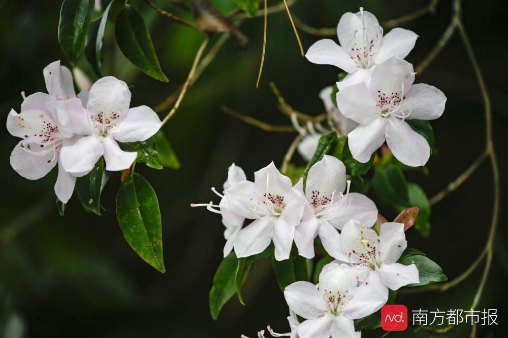 粤港澳大湾区绿色发展保护生态,广东省南岭生态特别保护区