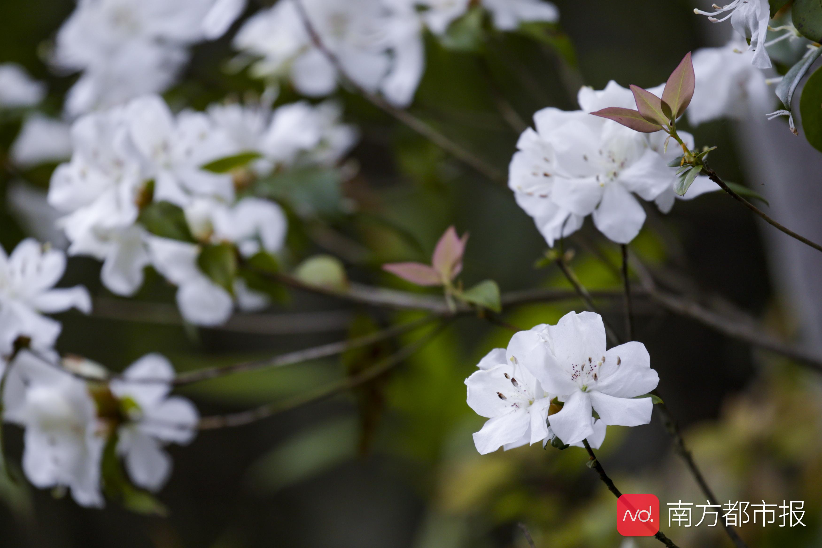 粤港澳大湾区绿色发展保护生态,广东省南岭生态特别保护区