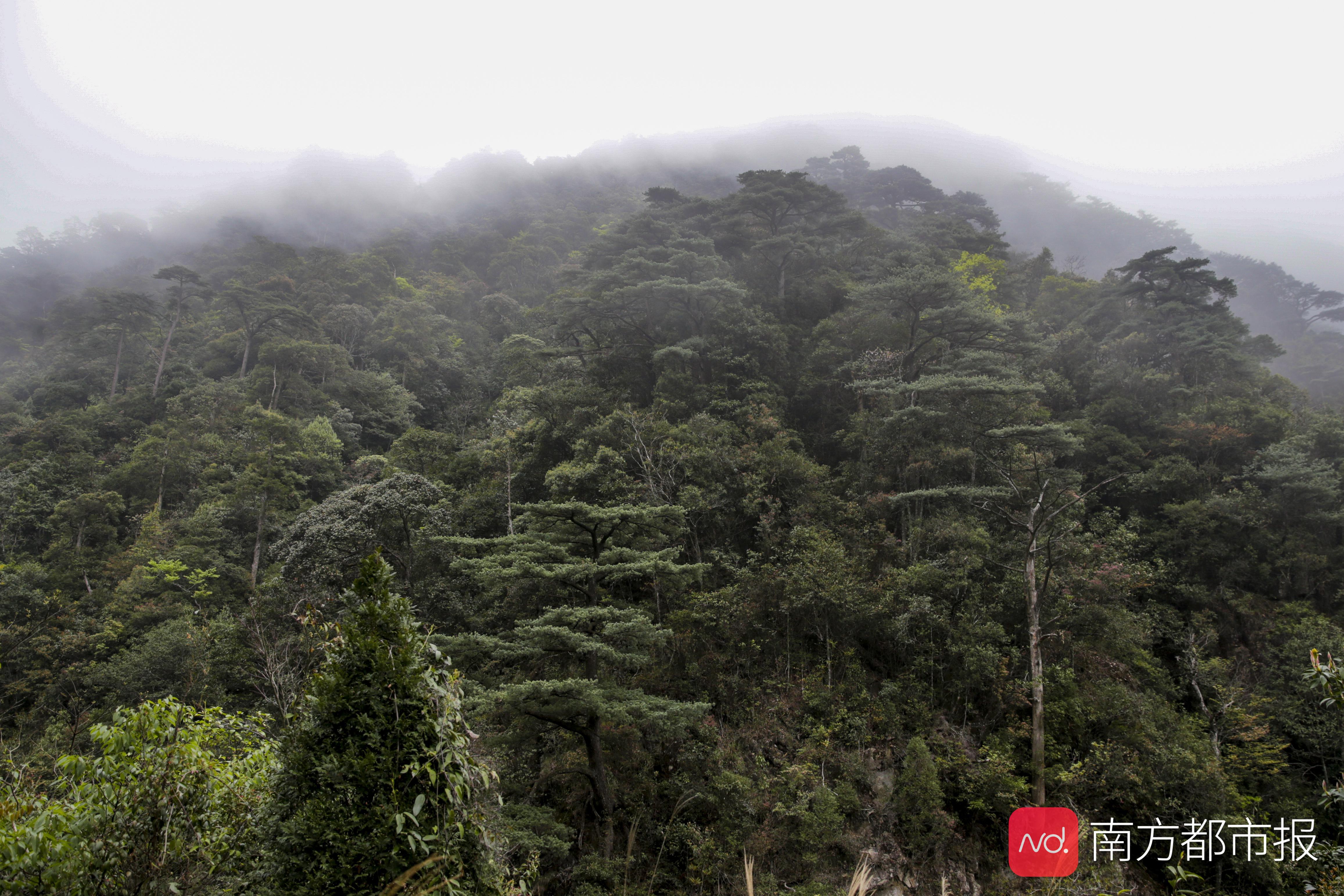 粤港澳大湾区绿色发展保护生态,广东省南岭生态特别保护区