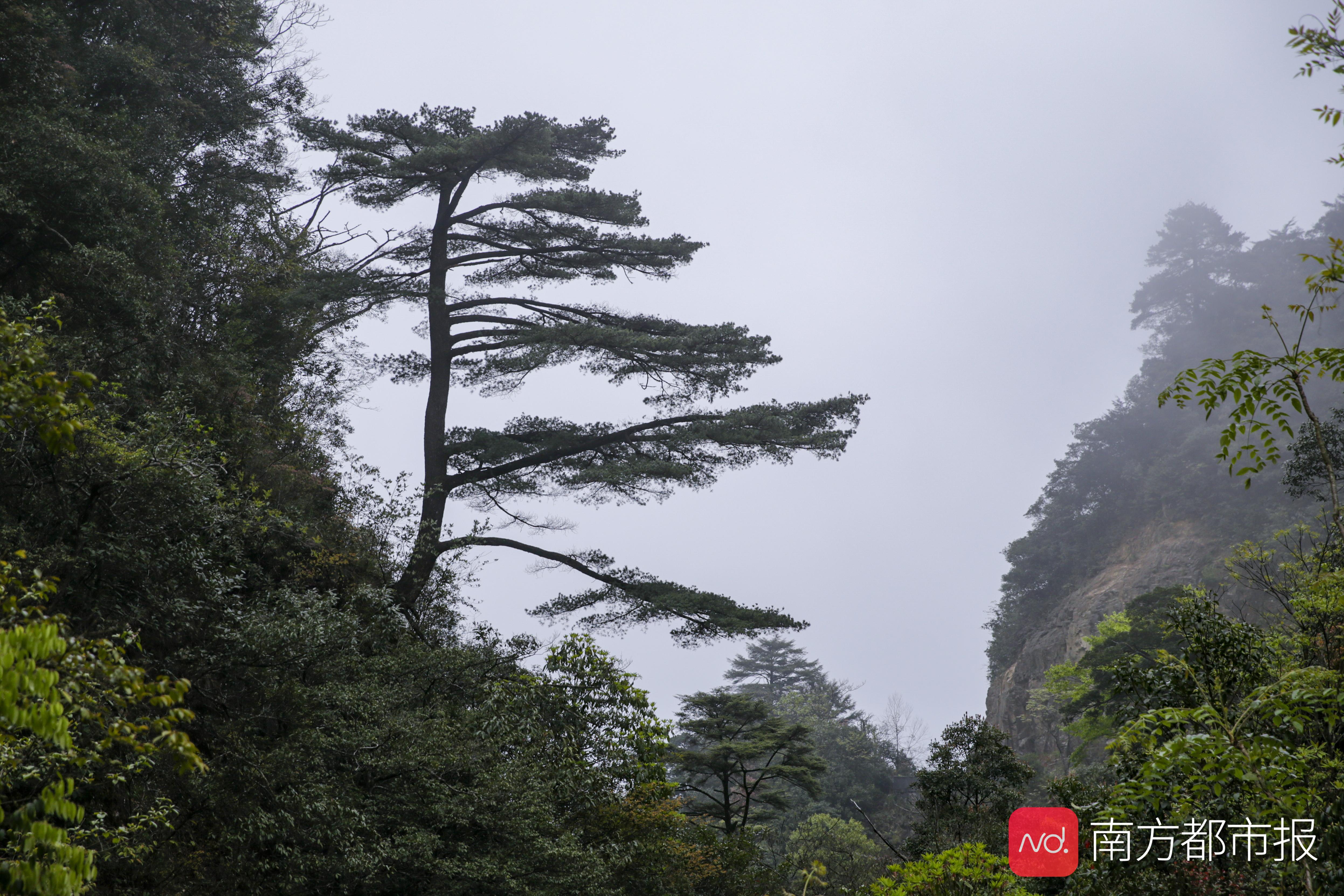 粤港澳大湾区绿色发展保护生态,广东省南岭生态特别保护区