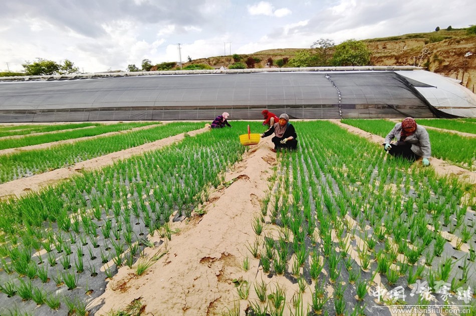 三农记者走进农村看春耕,蔬菜种植带动农民致富