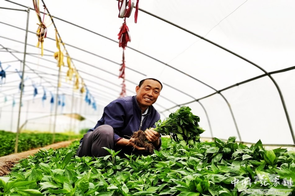 三农记者走进农村看春耕,蔬菜种植带动农民致富