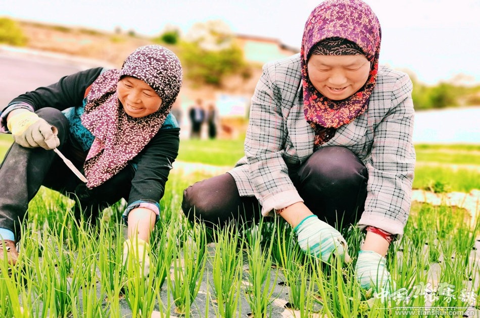 三农记者走进农村看春耕,蔬菜种植带动农民致富