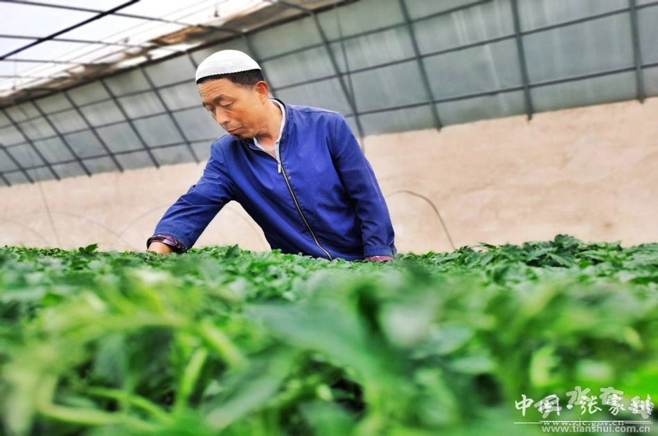 三农记者走进农村看春耕,蔬菜种植带动农民致富